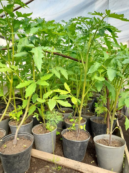 Рассада высокорослых помидор