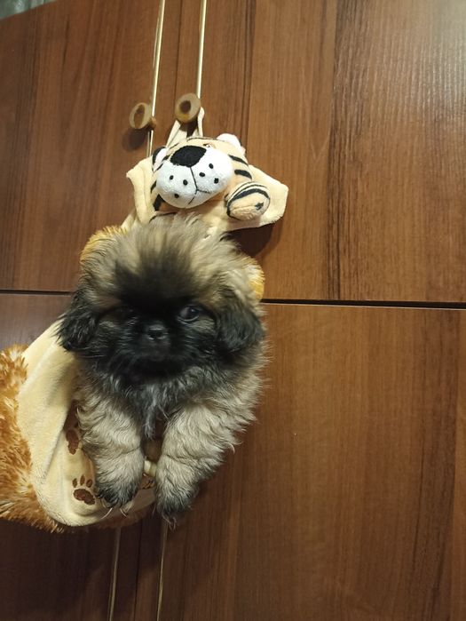 Хлопчик пекінес чистокровний