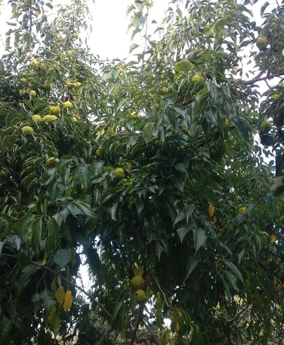 Адамовое Яблоко"Маклюра"