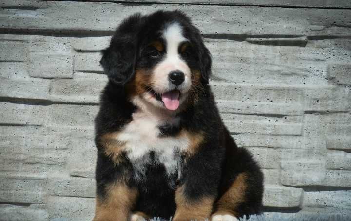 Bouvier Bernois disponível