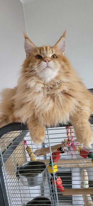 Sprzedam śliczną szylkretkę Maine coon