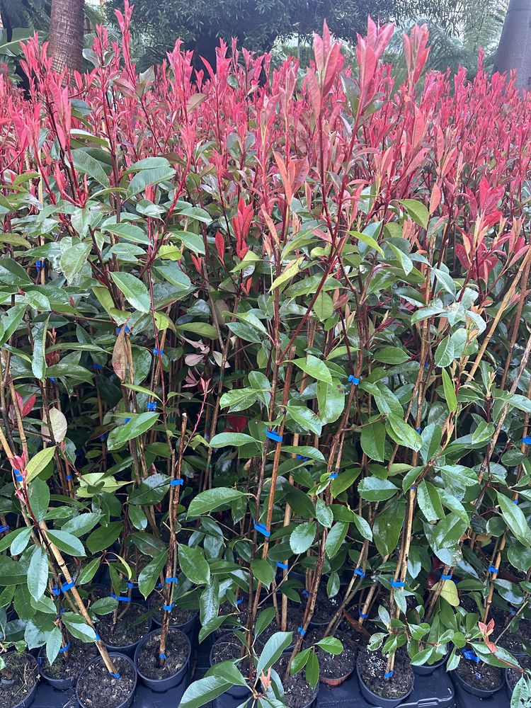 Photinia Red Robin - Carre Rouge - 50CM/100CM/150CM/200CM Alt.