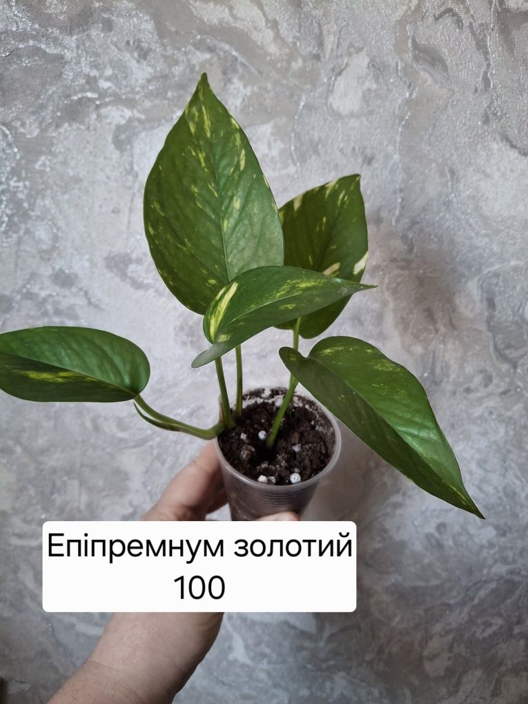 Філодендрон, епіпремнум, сингоніум