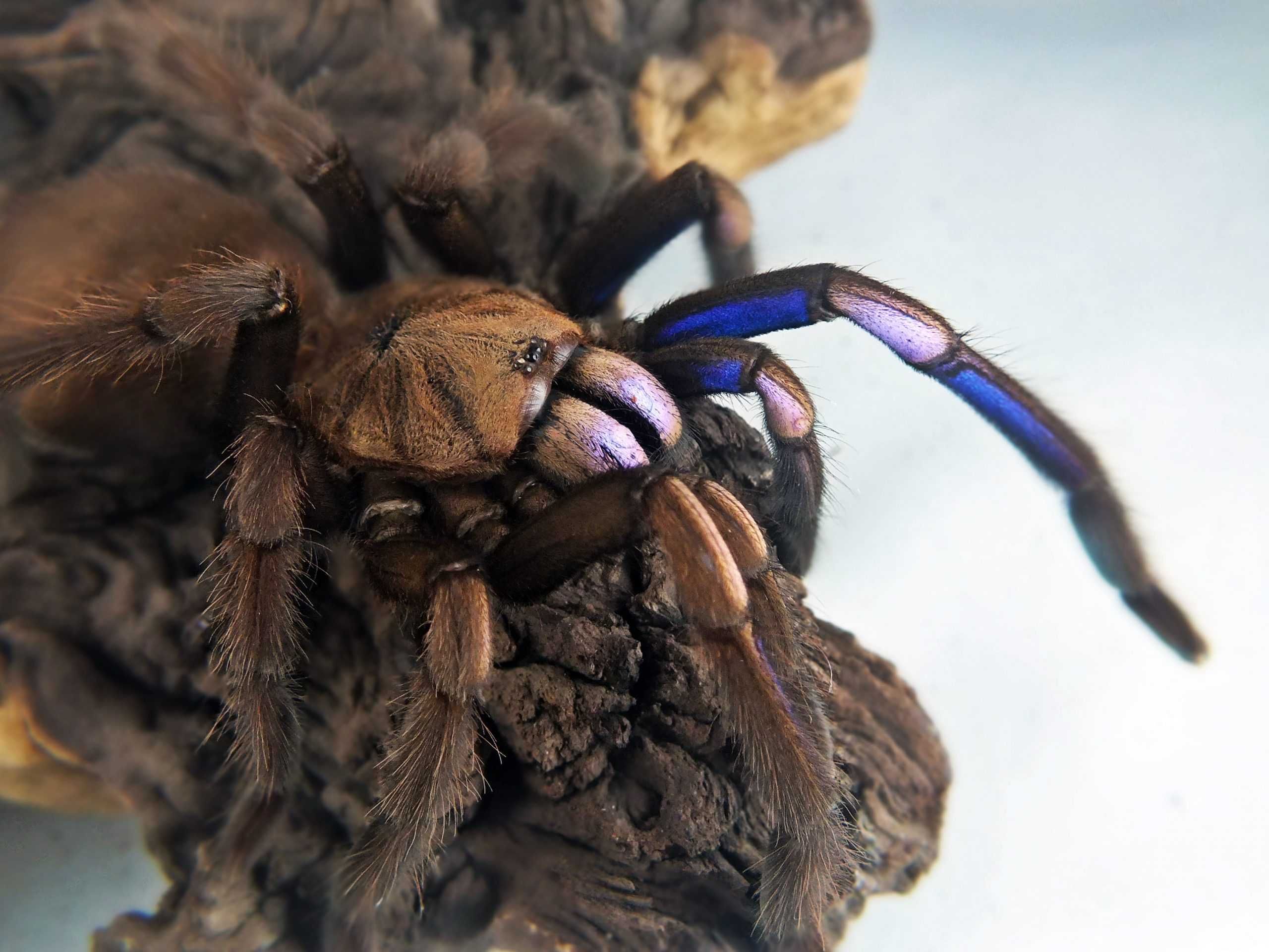 Chilobrachys natanicharum (ex. sp. Electric blue) L6/7