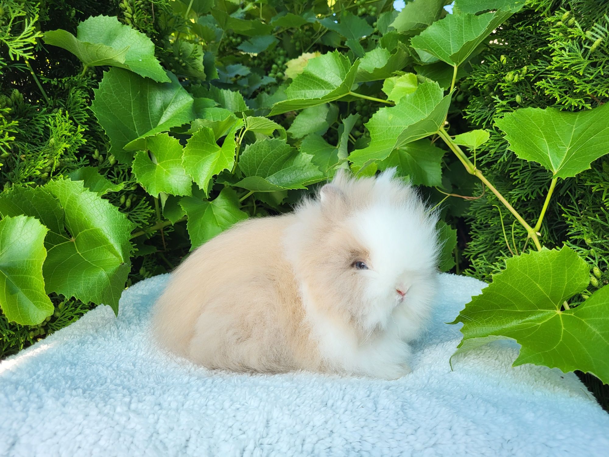 Piękne Karzełki Teddy. Króliczek karzełek, miniaturka.