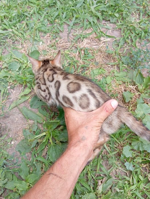 Бенгальский мальчик шоу класса