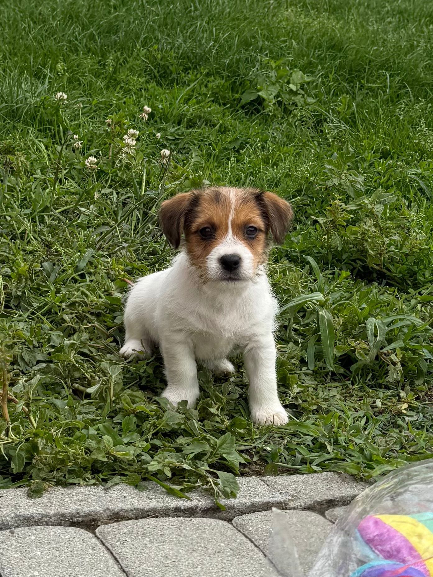 Jack Russell Terrier ZKwP FCI