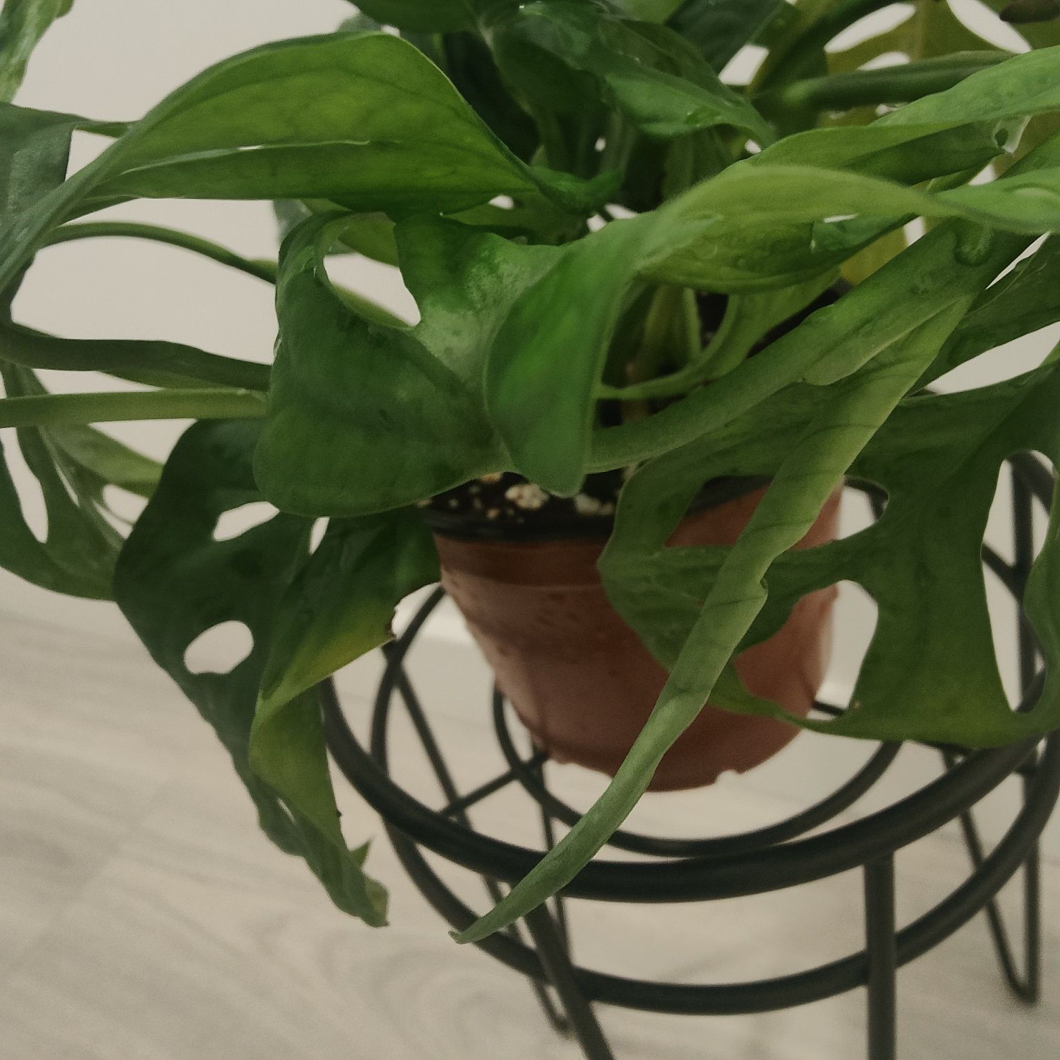Monstera Adonsonii // planta interior