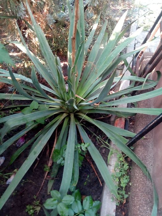 Юкка вечнозеленая, плющ вечнозеленый