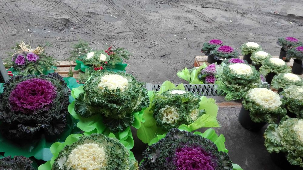 Kapusta ozdobna nie chryzantema