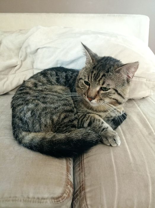 Oddam kotka w dobre ręce (samiec)