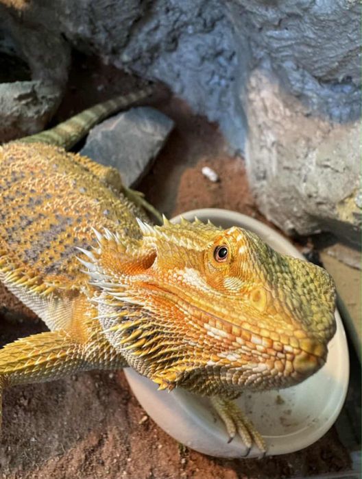 Agama brodata i terrarium