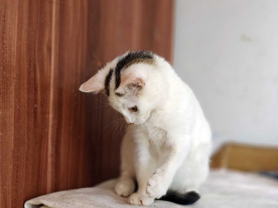 Красуня Совушка дуже хоче знайти свого господаря, кіт кошеня кот кішка