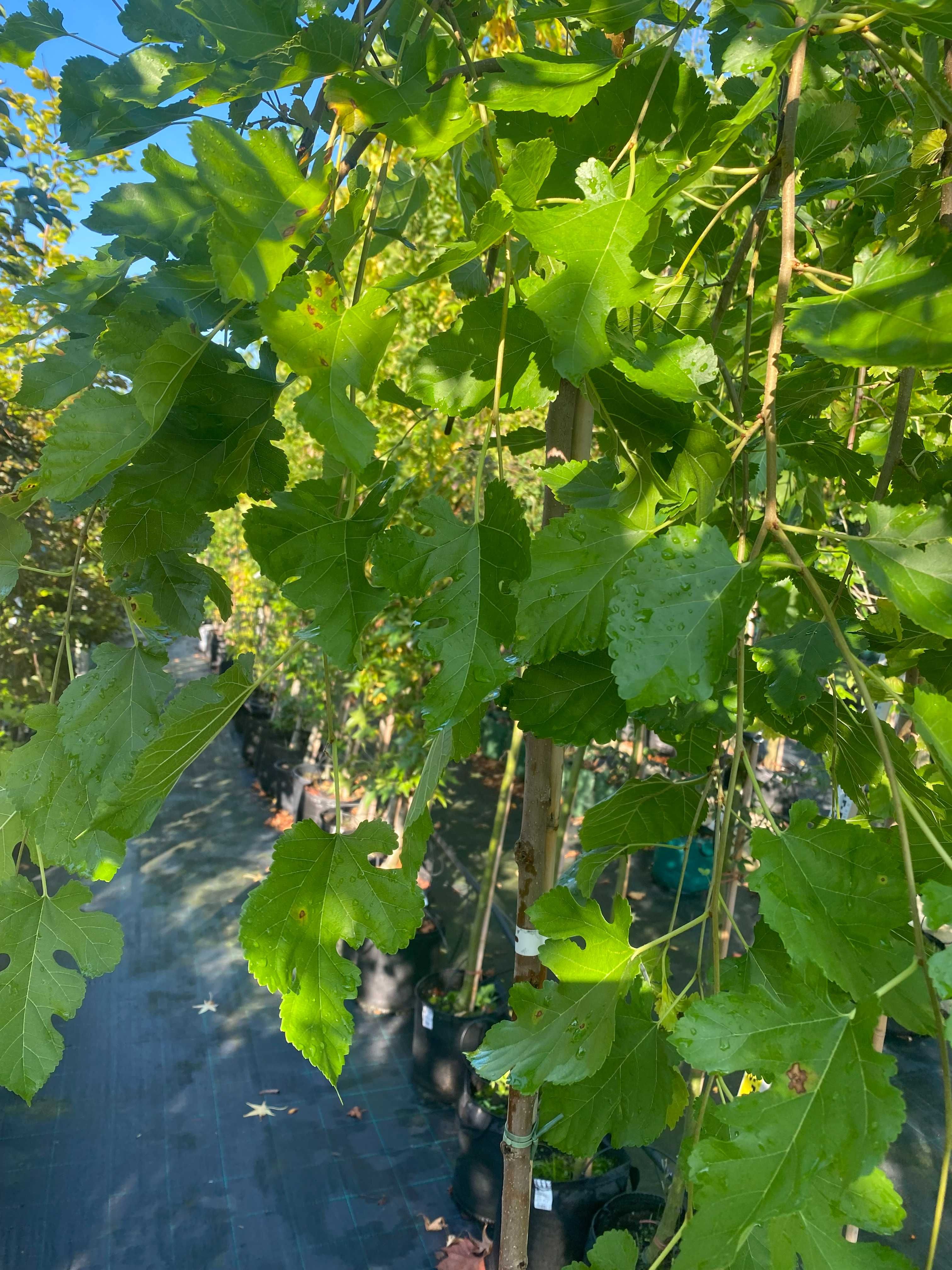 Morwa biała PENDULA Pa180