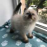 Котёнок породы Рэгдолл возраст 1,3 мес