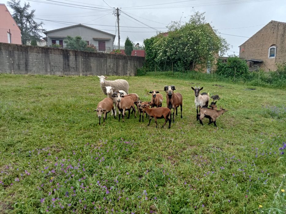 Ovelhas e cabras
