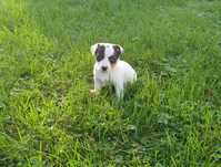 Jack Russell Terrier