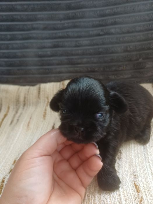 Maluszki Shih Tzu
