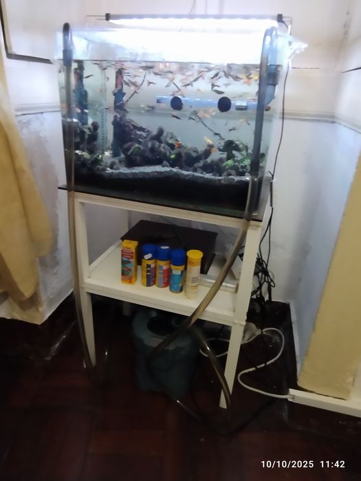 Aquário com peixes , filtro exterior,