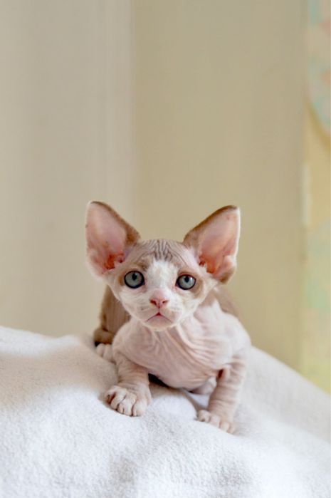 Ліловий девон рексик