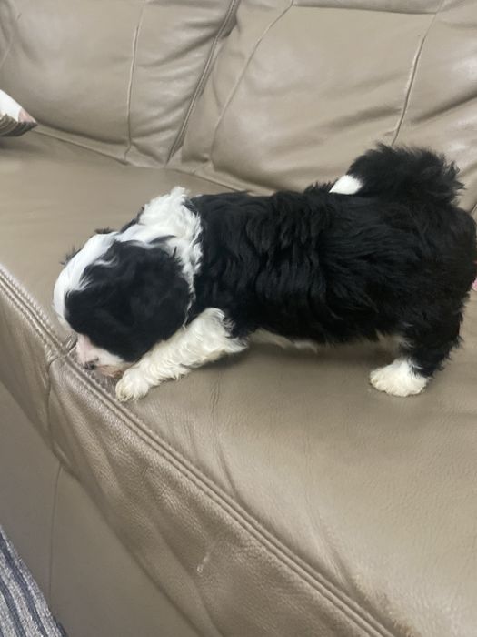 Hawańczyk sliczny piesek