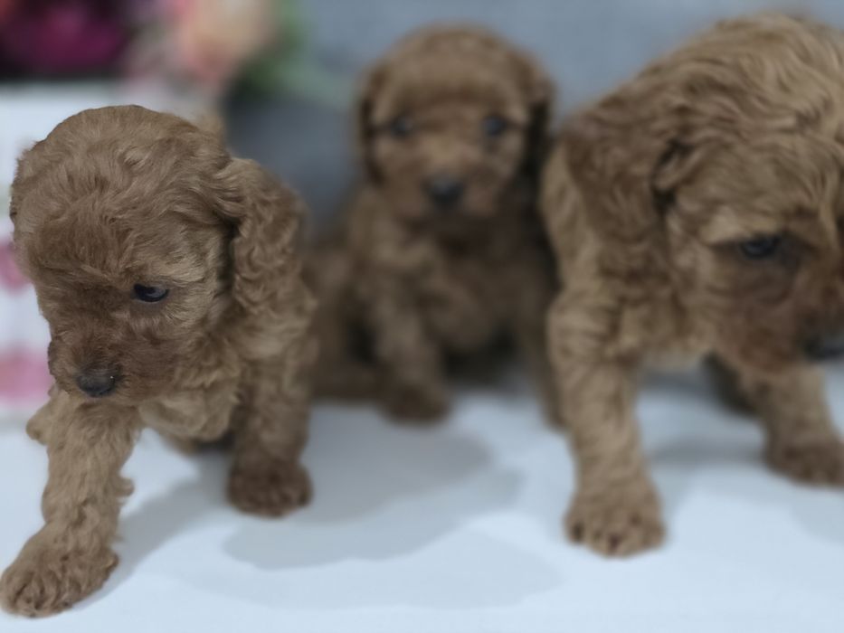 Pudel Toy/miniaturka suczka bad genetyczne kolor Red