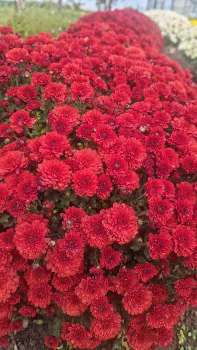 Розпродаж!!! Хризантема мультифлора, маточники