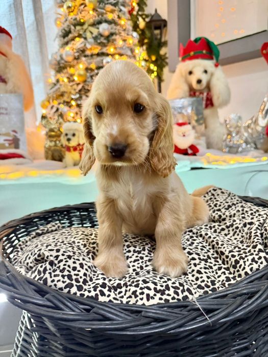 Cocker  menino fantastico