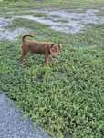 Patterdale terier
