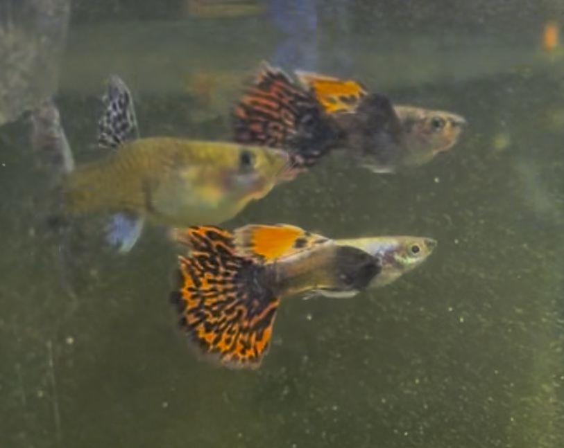 Guppy Dumbo Red Mocais (Linhagem)