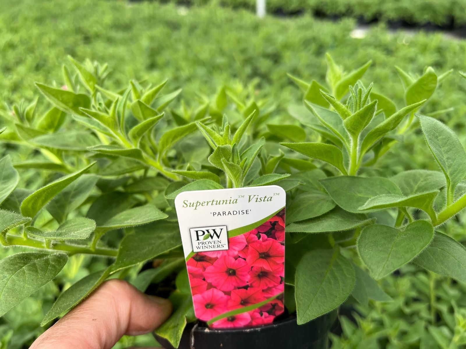 Supertunia vista minivista jazzberry paradise bubblegum silverberry