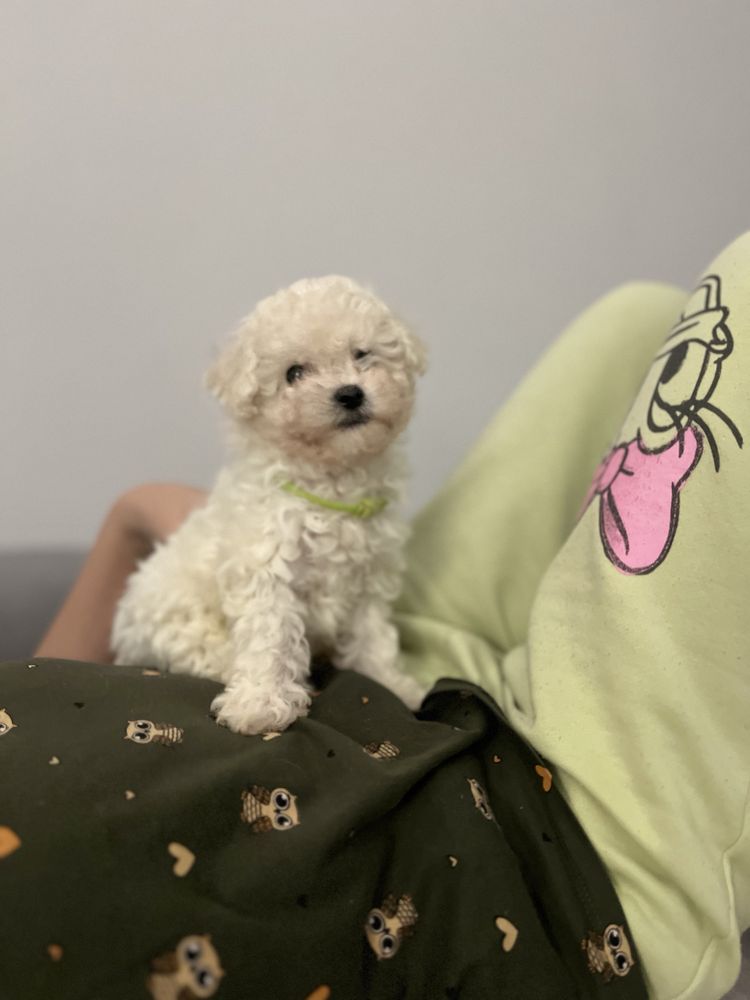 Bichon Frise / Piesek