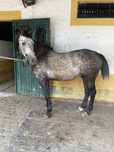 Vendo poldro cruzado de arabe com lusitano