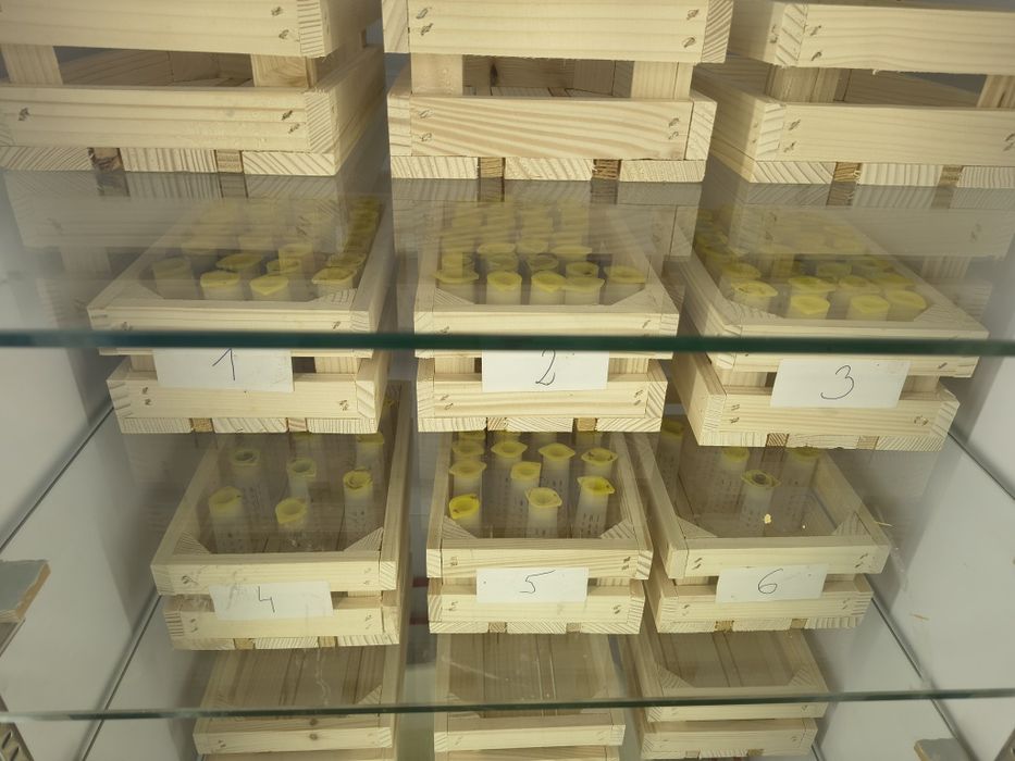 Odkłady pszczele na 5 ramkach wielkopolskich