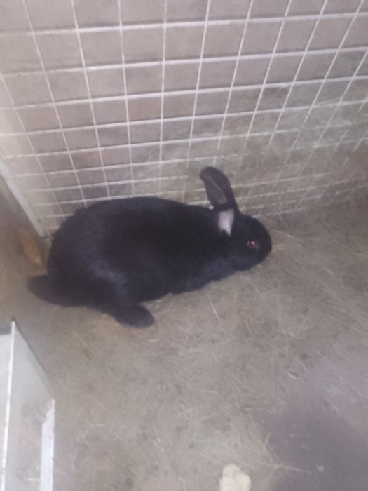 Продам кроля вік 7  місяців полтавське срібло готовий до роботи