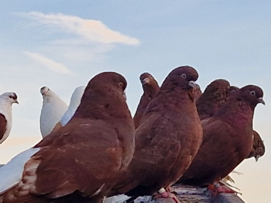 Orliki szariki gołębie