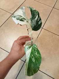 Monstera variegata, 2 liście