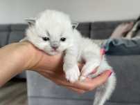 Puchaty kotek ragdoll rodowód FIFE