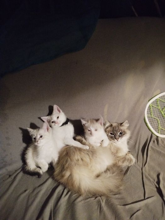 Продаж котусиків Регдол!!!