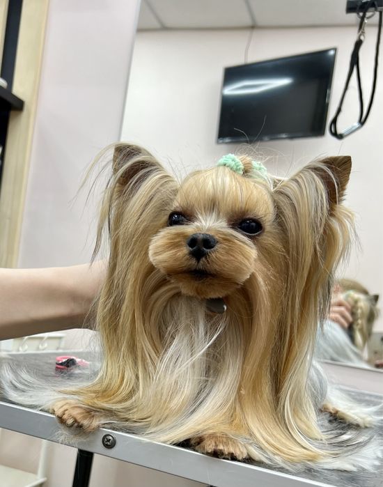 Вʼязка міні Йоркшырский терьер Йорк Йоркширский терьер