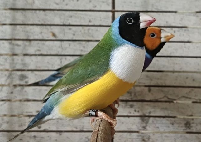 Últimos machos Diamantes de gold