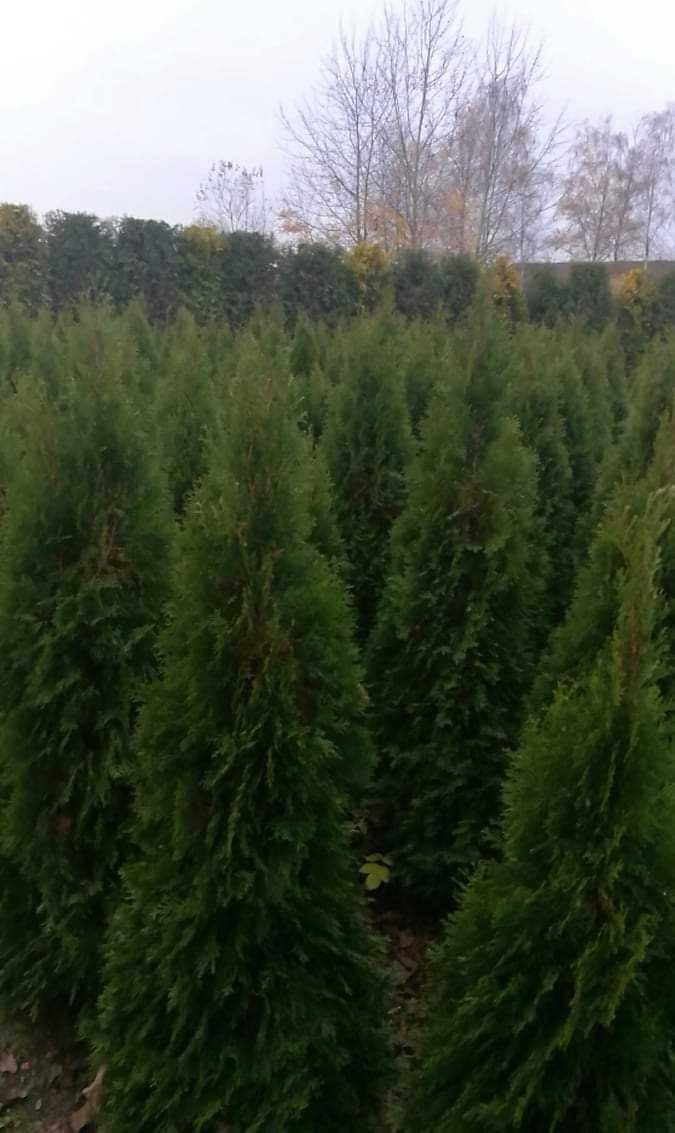 Tuja szmaragd szmaragdowa tuje thuja na żywopłot