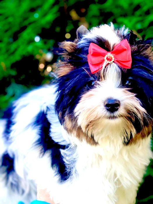 York , Yorki . Piesek Biewer z rodowodem .