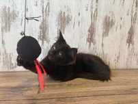 Maine Coon Kocurek z Rodowodem