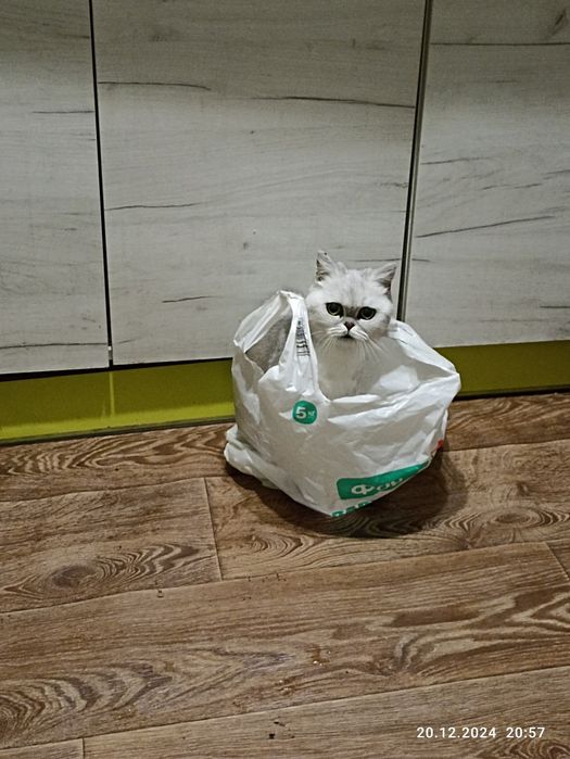 Шотландська прямовуха дівчинка