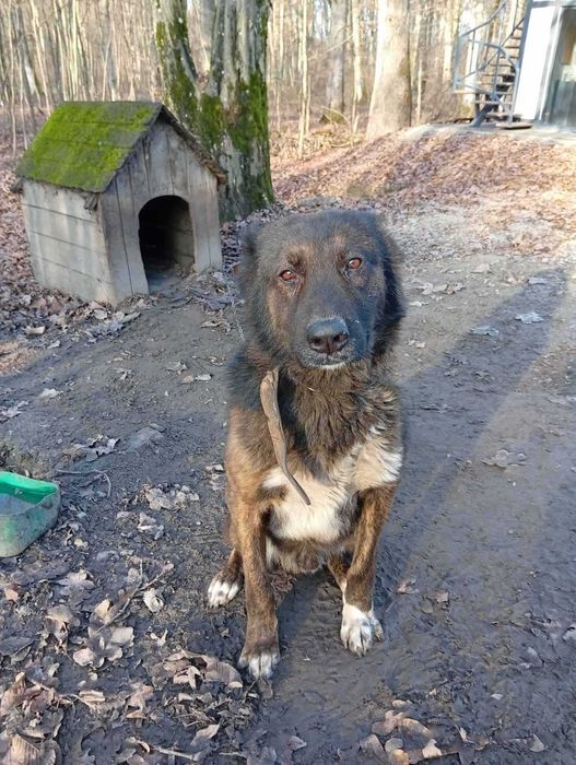 Благородна вівчарка, кобель в добрі руки