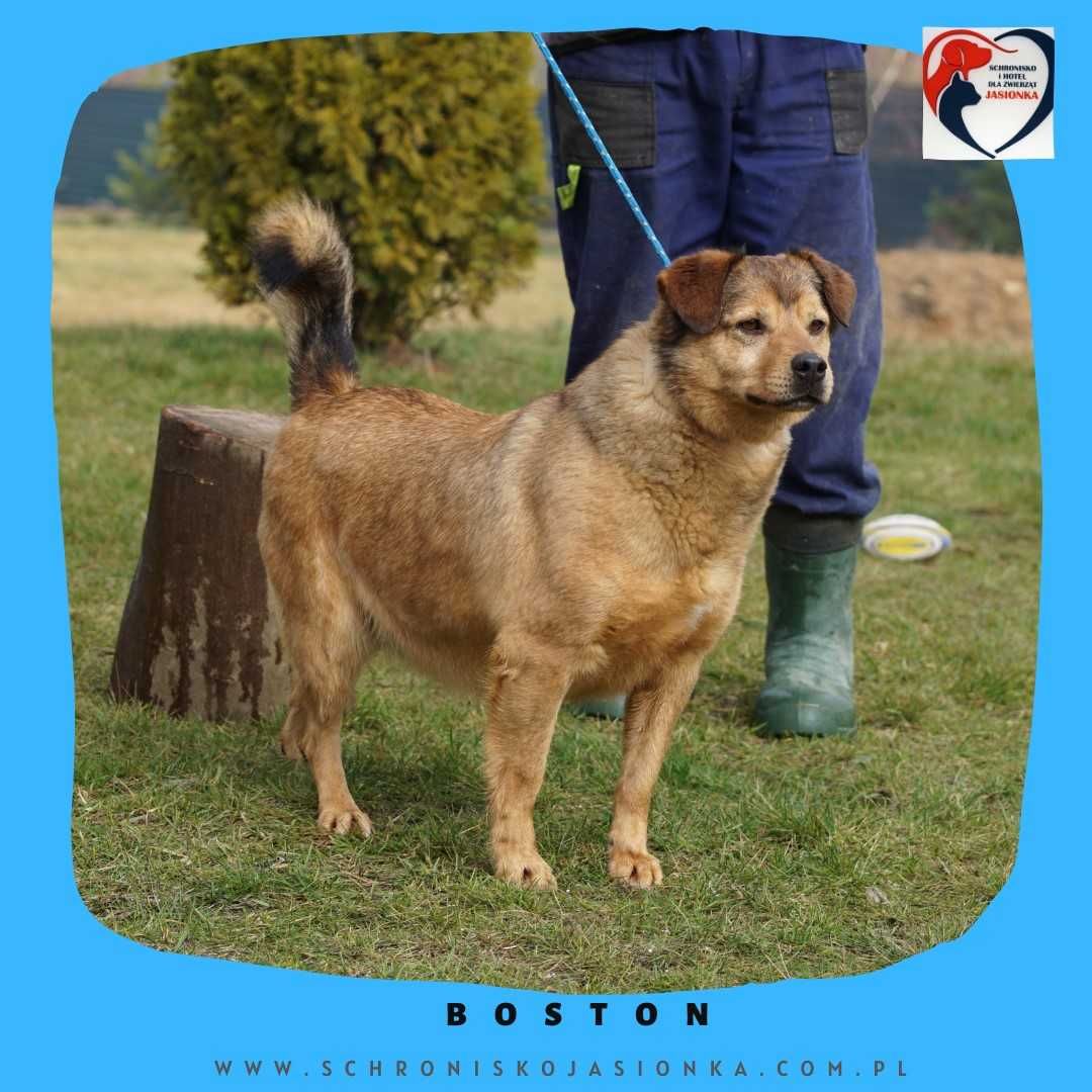 Boston-do adopcji