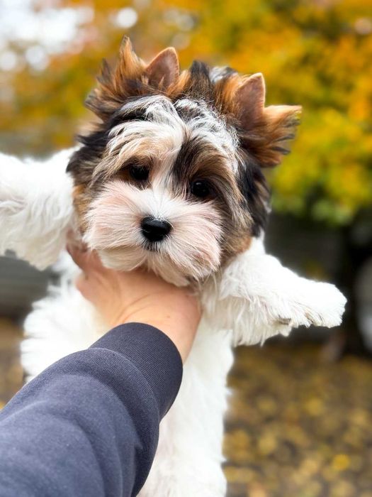 Хлопчик Бивер Йорк