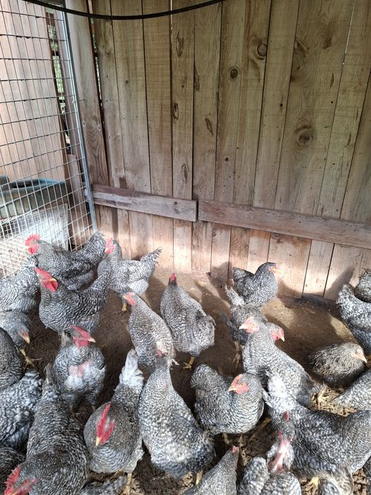 Galos Natal de Quinta