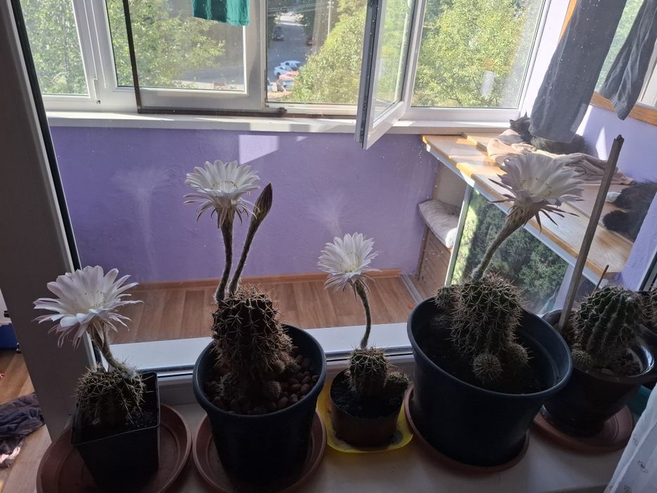 Кактусы -постоянно цветущие.